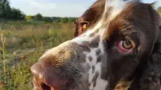 spotted dog face