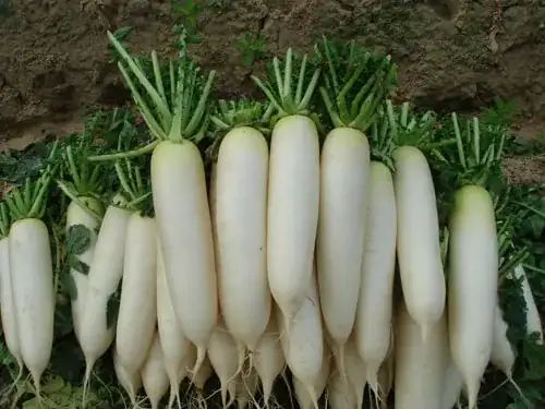 mooli