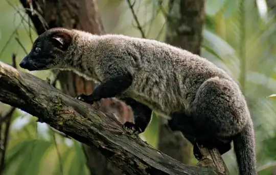 Sri Lankan Civet Cat